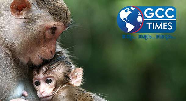 Monkey